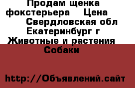 Продам щенка (фокстерьера) › Цена ­ 20 000 - Свердловская обл., Екатеринбург г. Животные и растения » Собаки   